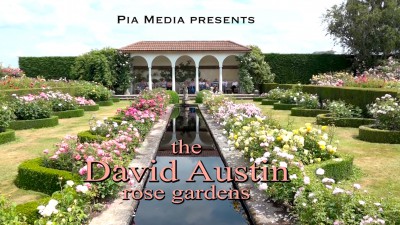 David Austin Rose Gardens
